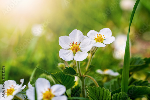White strawberry flowers on a flower bed in sunny weather © Volodymyr