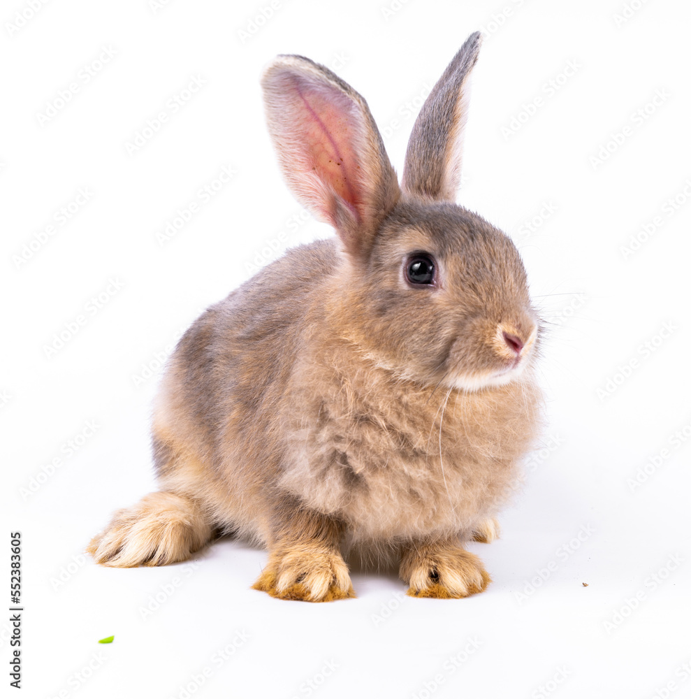 Obraz premium Cute looking brown rabbit isolated white background