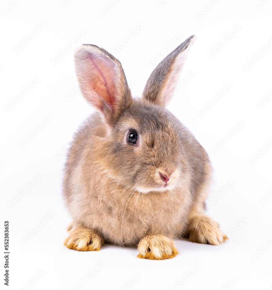 Fototapeta premium Cute looking brown rabbit isolated white background