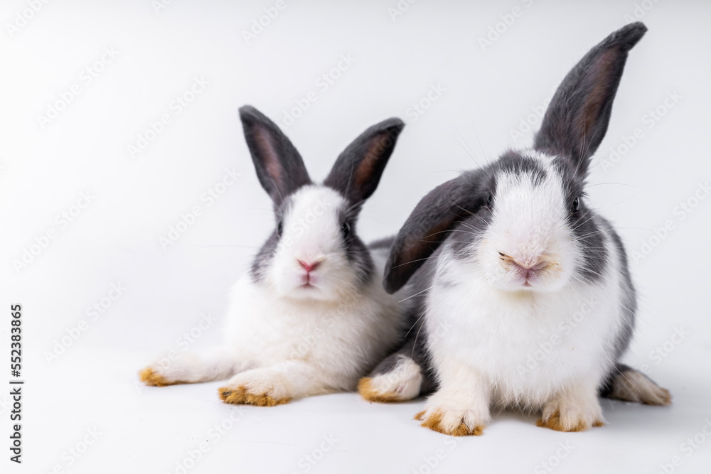 Fototapeta premium cute black and white rabbit isolated white background