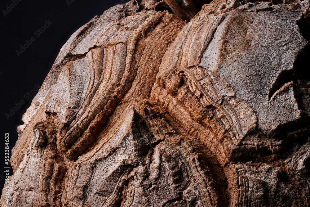Tugi Root Dioscorea Elephantipes plant super close up on the caudex woody body ...