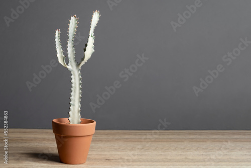 Bild auf Leinwand Euphorbia Lactea (Euphorbia white ghost) in terracotta pot on wooden table and c