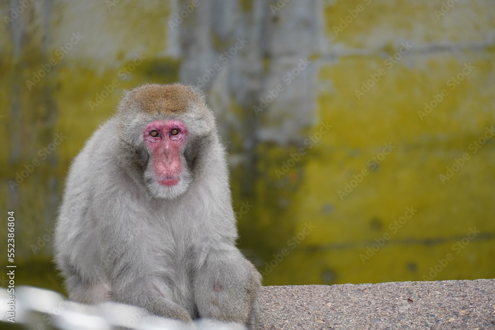 Naklejka premium ニホンザル