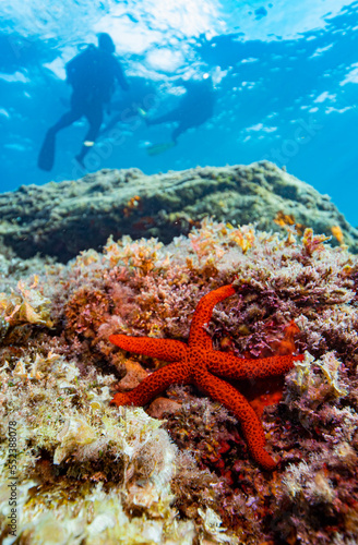 Une étoile de mer posée sur une roche sous-marine avec des plongeurs scaphandres à la surface dans la mer méditerranée  photo
