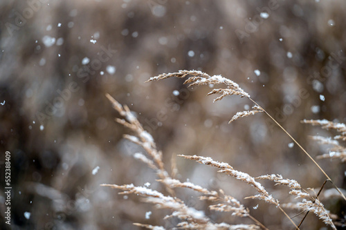 Winter view with snowy stalks of dry grass on a blurred background during a snowfall. Closeup