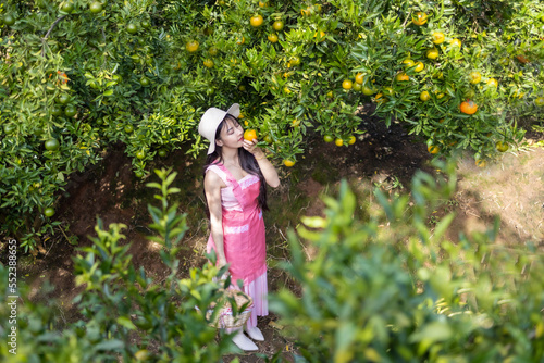 Young woman wear pink clothes holding basket and picking oranges from orange tree in the garden. Female farm owner harvesting orange fruit in the garden. Agriculture harvesting and plantation concept.