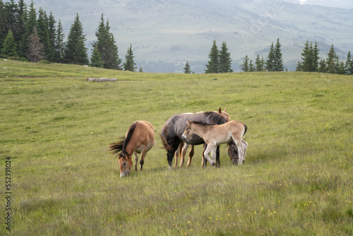 Horses family grazing in green summer meadow in Rila Mountains, Bulgaria. Country summer landscape.