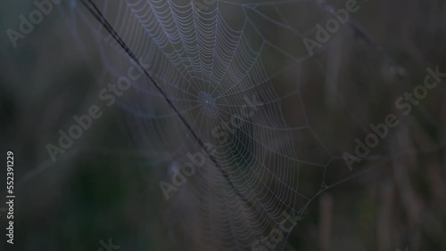 spider web in the morning