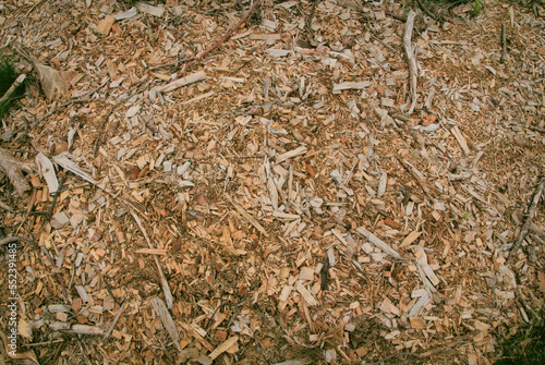 chips from felled trees - chips, as a by-product of felling trees