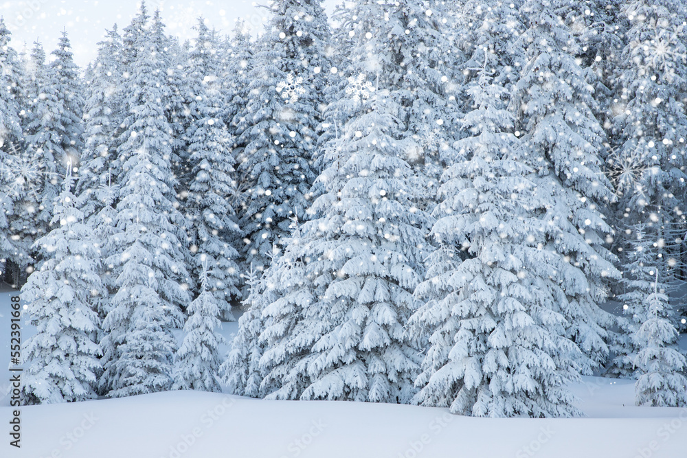 Naklejka premium amazing winter landscape with snowy fir trees in the mountains