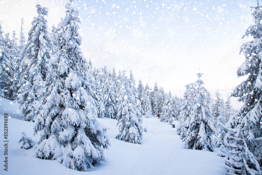 amazing winter landscape with snowy fir trees in the mountains