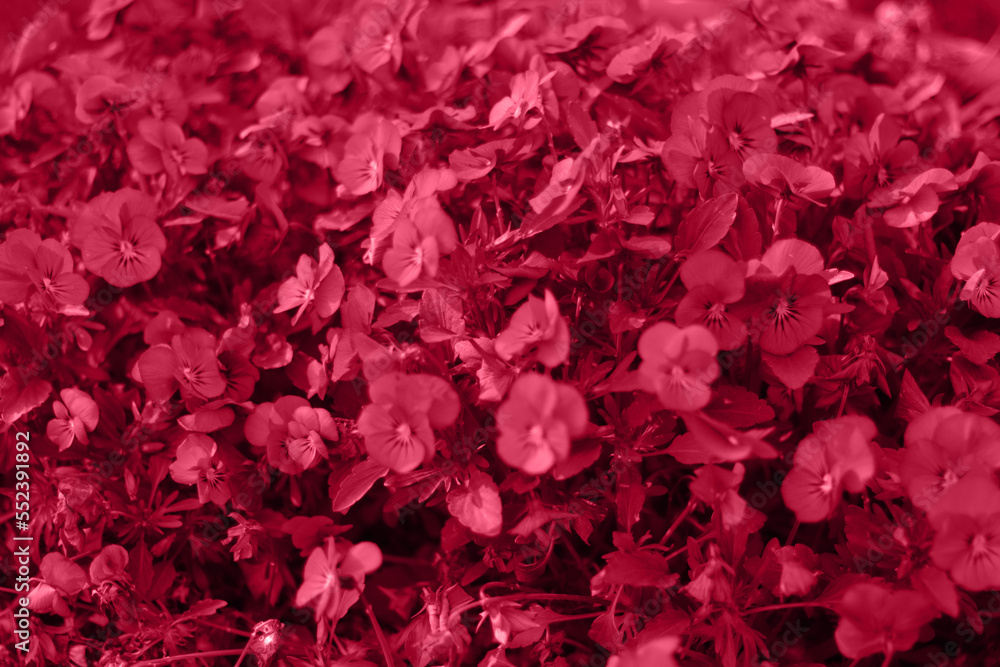Fototapeta premium Viva Magenta, Color of the year 2023. Lilac trendy background glass square