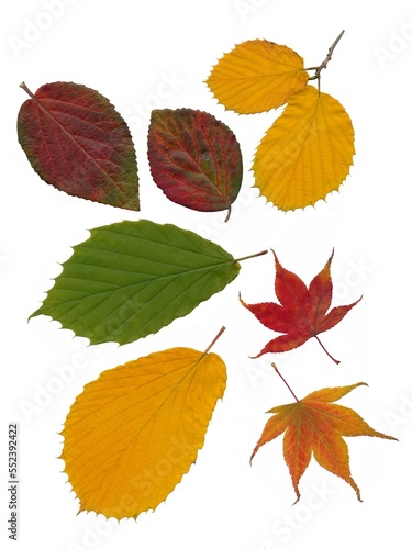 multicolor seasonal leaves of trees at autumn isolated close up