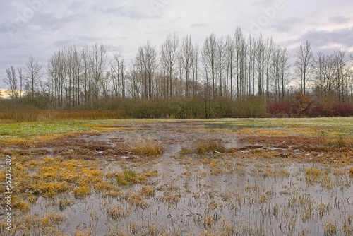 Winter wetlands with bare trees in Damvallei nature reserve, Ghent, Flanders, Belgium 