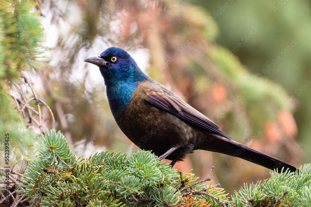 Common grackle bird perched in spruce tree Common grackle bird perched in spruce tree
