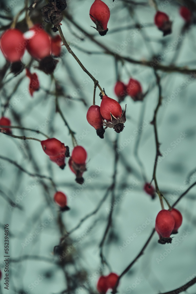 Snow-covered red rosehip berries on a bush against a background of snow. Rosehip bush with berries in winter Snow-covered red rosehip berries on a bush against a background of snow. Rosehip bush with berries in winter