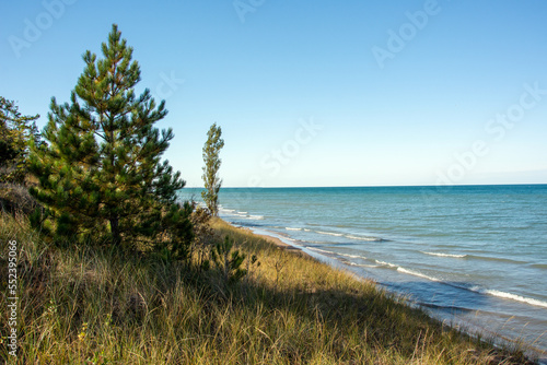 Trees growing on shoreline  Pinery Provincial Park  Ontario