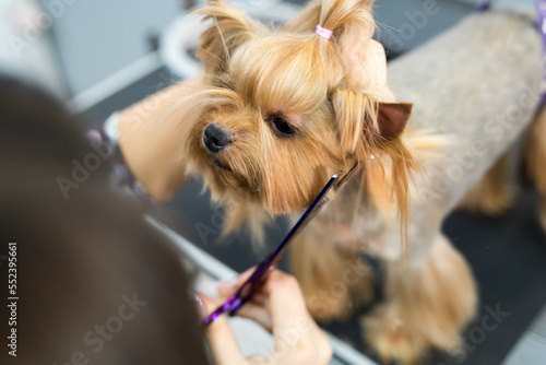 Female groomer haircut yorkshire terrier on the table for grooming in the beauty salon for dogs. Process of final shearing of a dog's hair with scissors