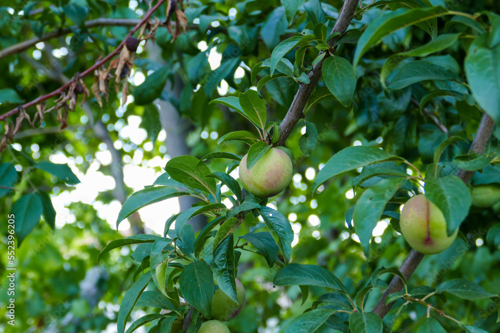 large amount of yellow ripe plums on plum tree,close-up yellow ripe plums,plums on branch close-up, large amount of yellow ripe plums on plum tree,close-up yellow ripe plums,plums on branch close-up,