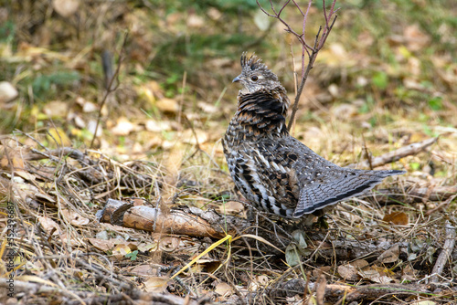 Ruffed grouse bird displaying in forest