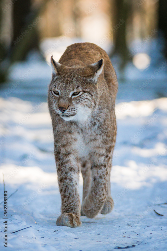 Obraz premium Luchs im Winter mit Schnee im Wald