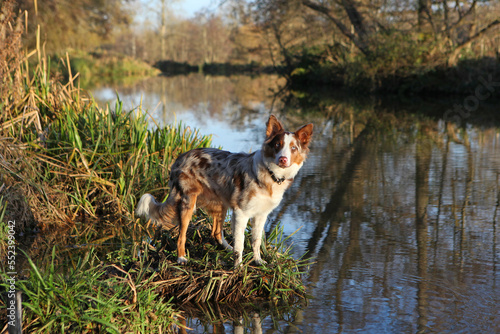 A tri colour red merle border collie seven month old puppy  stood on a riverbank.