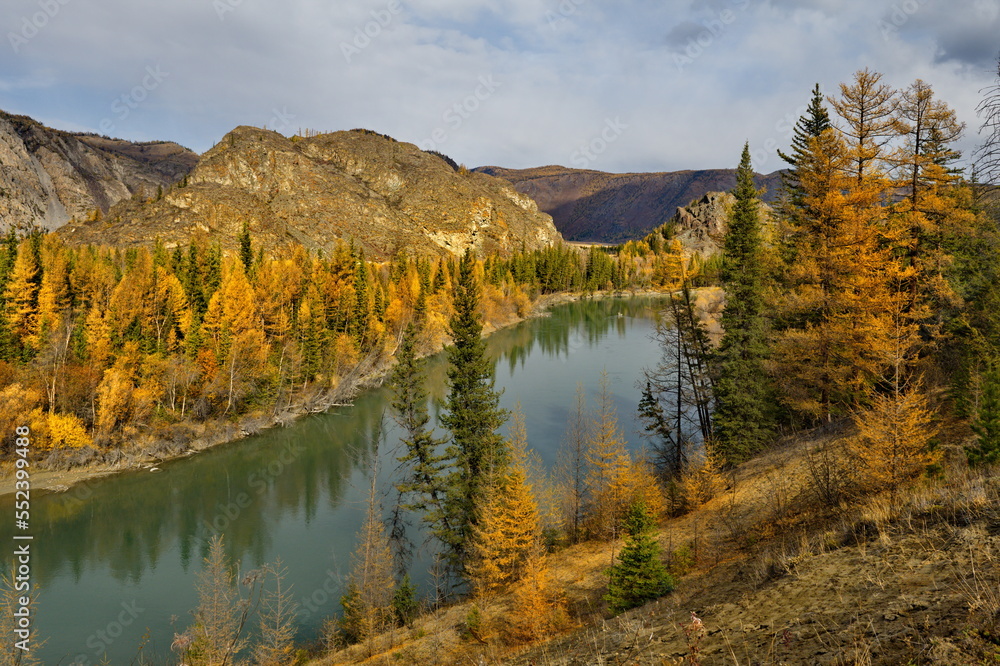 Russia. The South of Western Siberia, the Altai Mountains. Picturesque banks of the Chuya River near the village of Aktash, painted in yellow tones in late autumn.