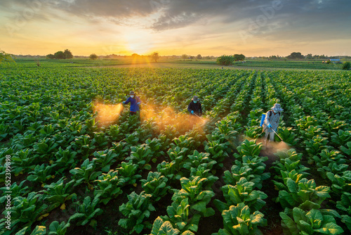 Photography Agriculture chemical spray, Teamwork of Farmers fertilizing or spraying pesticides on growing tobacco fields