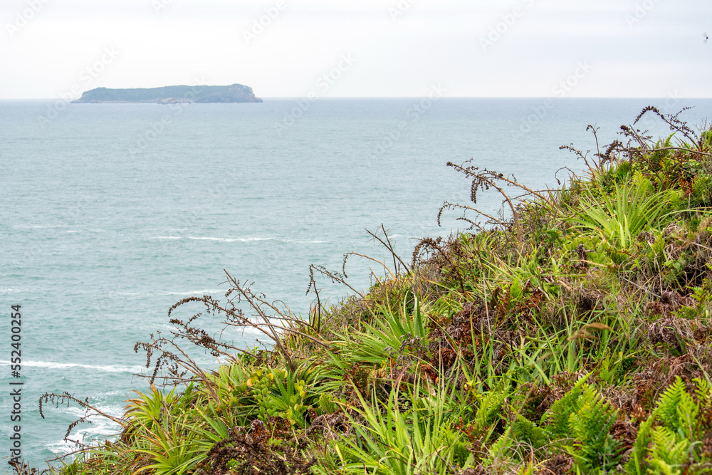 Tropical plants growing on coast, Florianópolis, Brazil