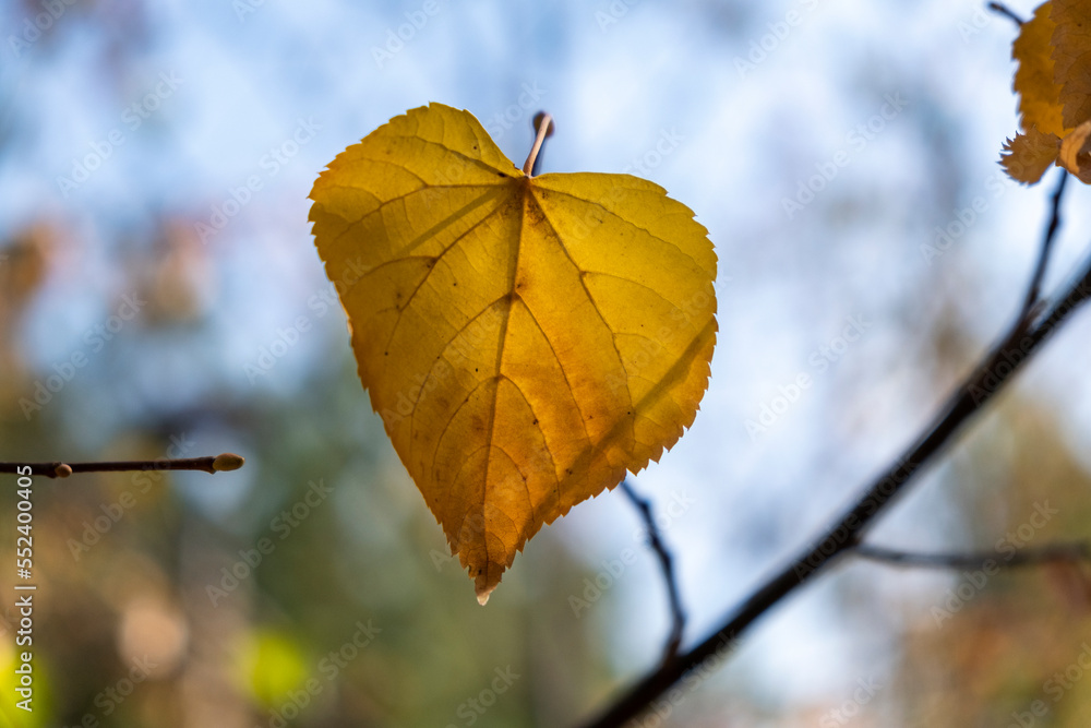Obraz premium autumn leaves on the tree