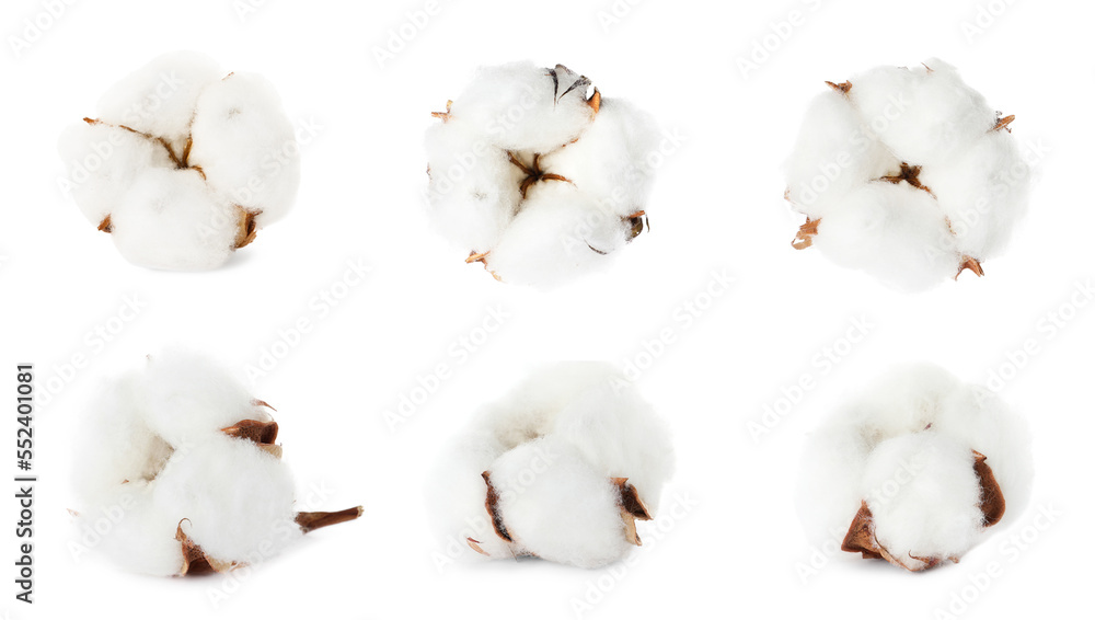 Set with fluffy cotton flowers on white background Set with fluffy cotton flowers on white background