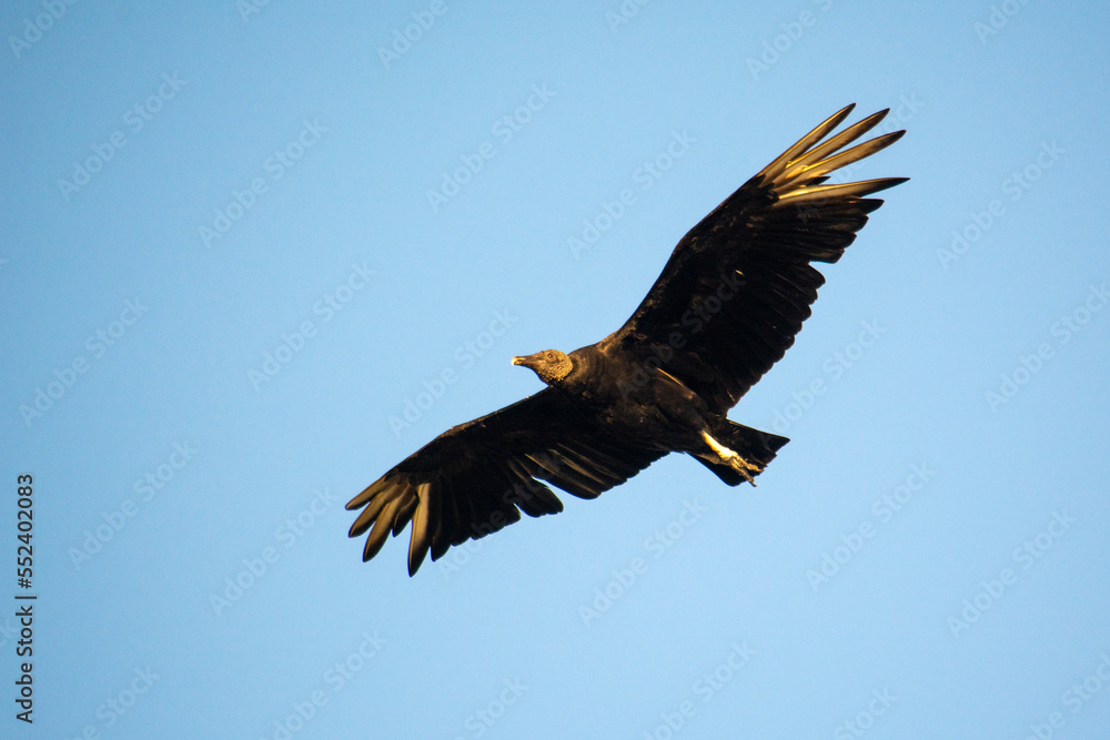 Obraz premium Black vulture bird in flight, Florianópolis, Brazil