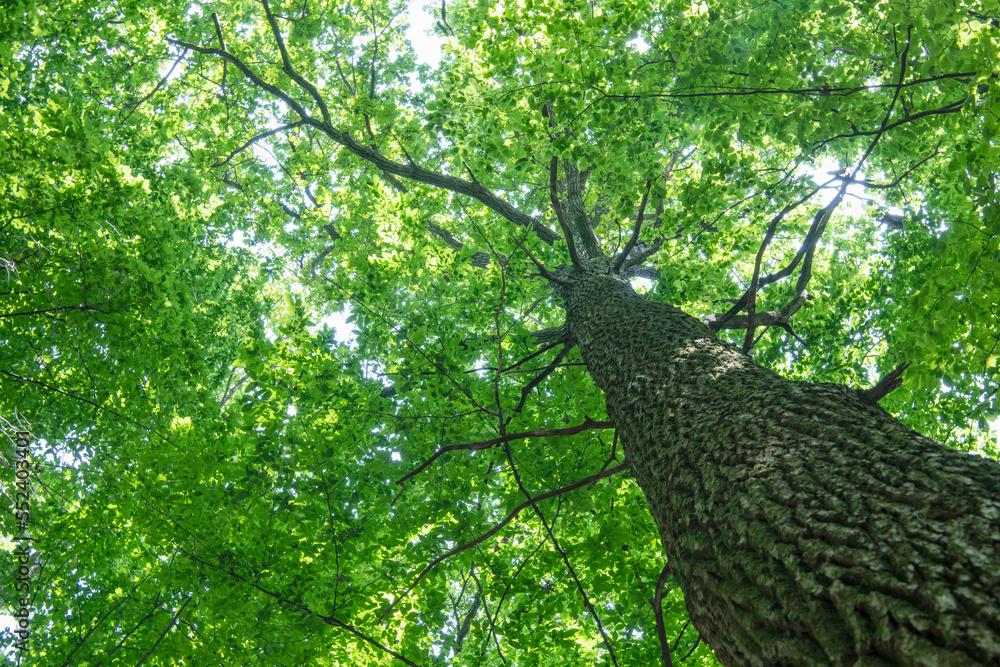 Fototapeta premium green forest background in a sunny day