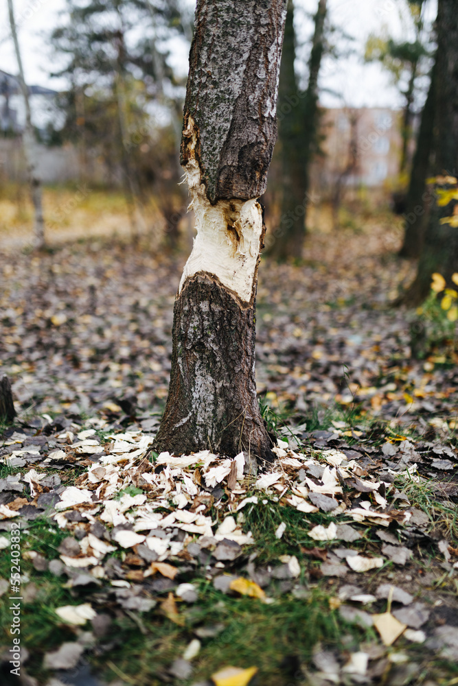 photo background of a beaver-treated tree photo background of a beaver-treated tree