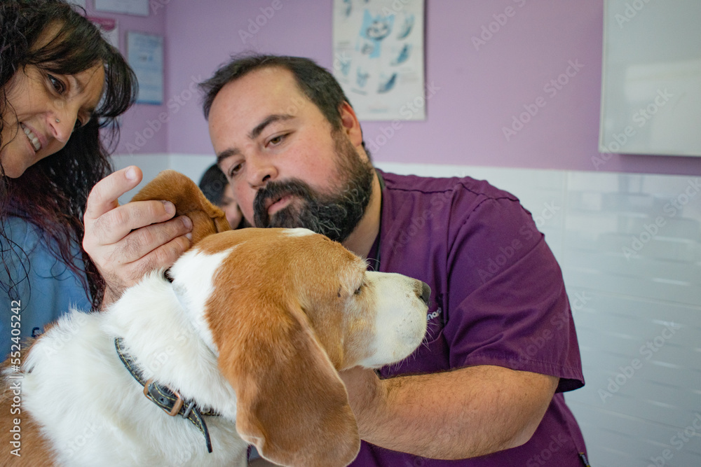 Veterinarian checking a dog's ears at the clinic. Focus on the dog. Veterinarian checking a dog's ears at the clinic. Focus on the dog.