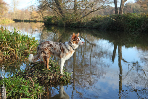 A tri colour red merle border collie seven month old puppy, stood on a riverbank.