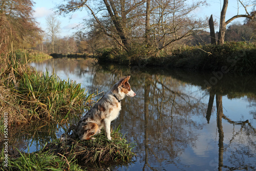 A tri colour red merle border collie seven month old puppy, stood on a riverbank. © Alexandra