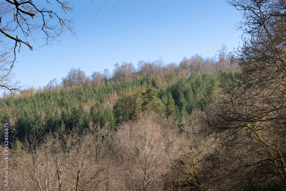 Forest on the Millevaches Plateau