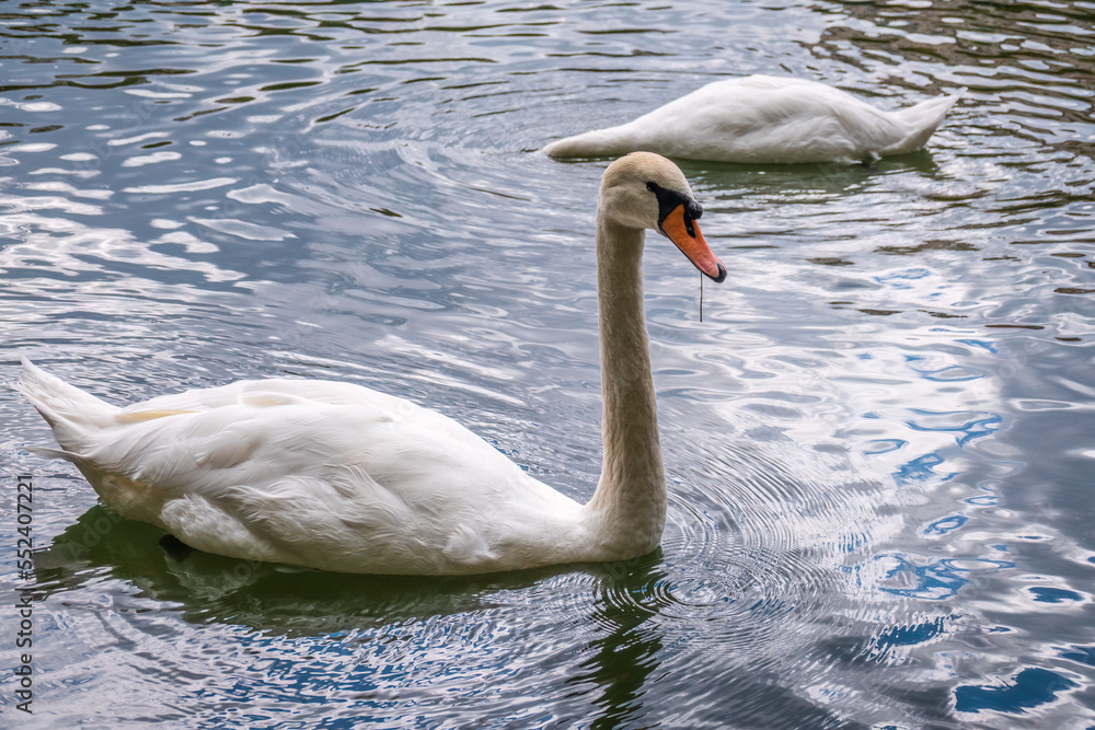 Fototapeta premium Two graceful white swans swim in the dark water.
