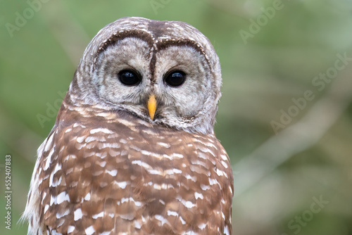 A barred owl turns and looks at the camera in Toronto's Downsview Park. photo