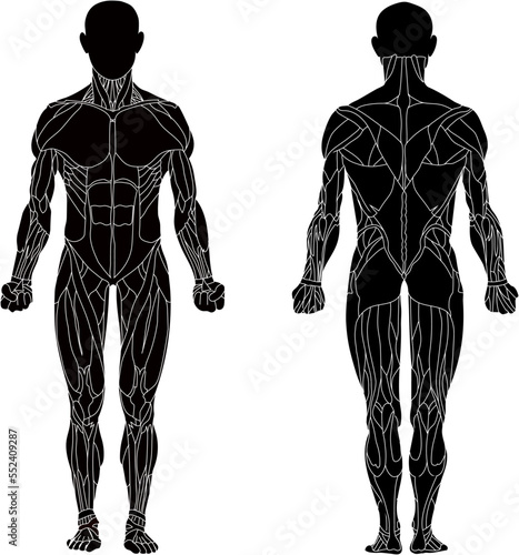 Human body, muscular system, human anatomy, front view, back view. Silhouette