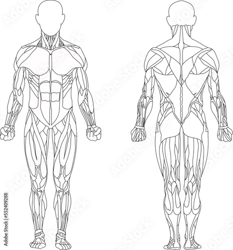 Human body, muscular system, human anatomy, front view, rear view