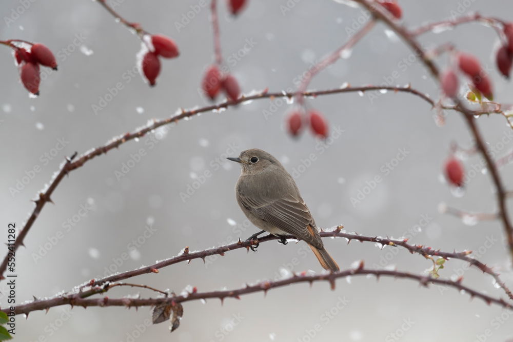 Fototapeta premium The black redstart (Phoenicurus ochruros) under a snowfall.