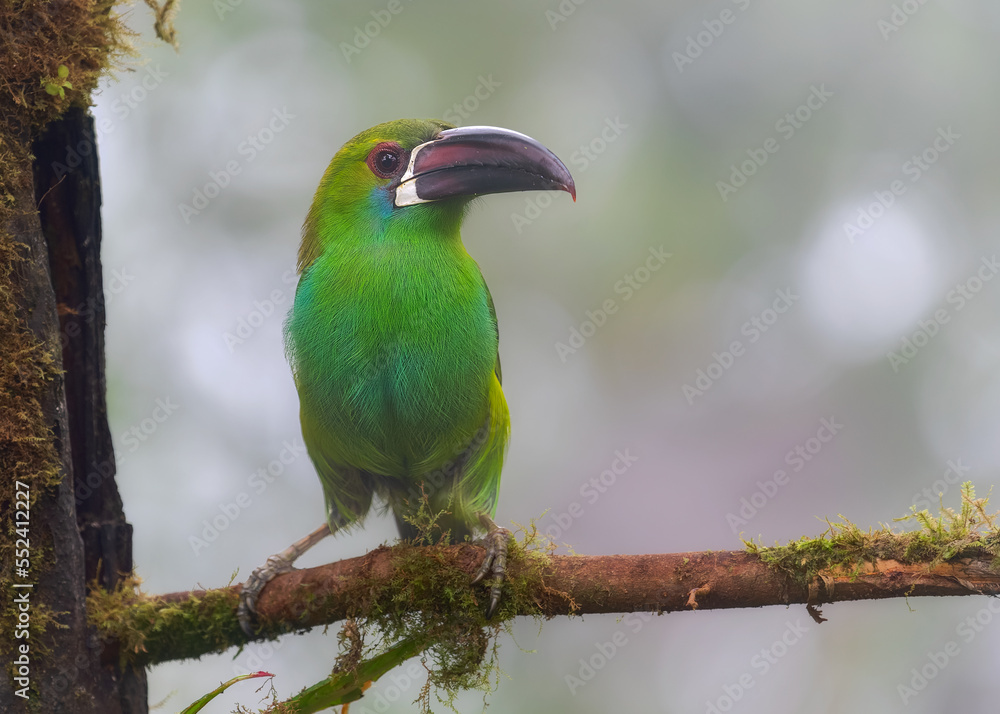 Crimson-rumped Toucanet, Aulacorhynchus haematopygus Crimson-rumped Toucanet, Aulacorhynchus haematopygus