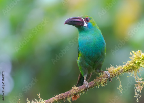 Crimson-rumped Toucanet, Aulacorhynchus haematopygus