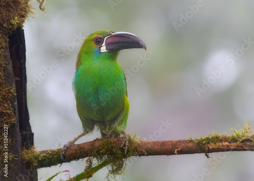 Crimson-rumped Toucanet, Aulacorhynchus haematopygus photo