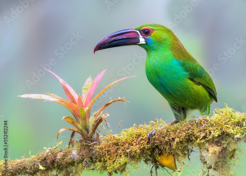 Crimson-rumped Toucanet, Aulacorhynchus haematopygus