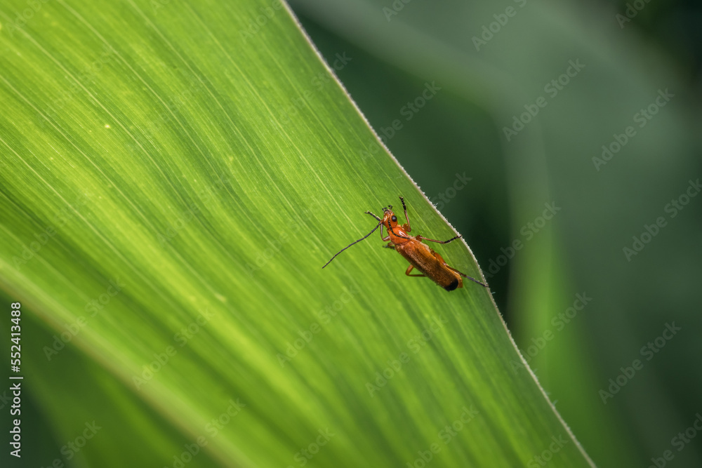 Ein braun rot orange gefärbter Weichkäfer hängt an einem Stiel einer Pflanze im Garten in freier Natur, Deutschland Ein braun rot orange gefärbter Weichkäfer hängt an einem Stiel einer Pflanze im Garten in freier Natur, Deutschland