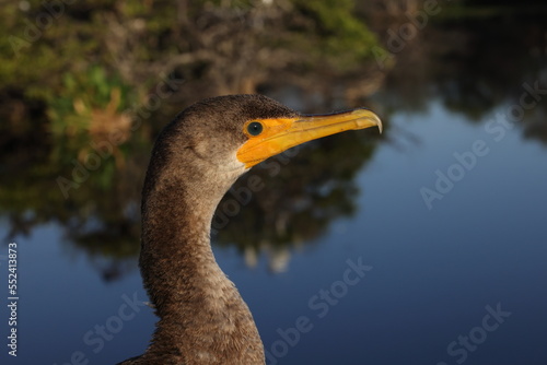 Double Crested Cormorant Wakodahatchee Wetlands Florida USA