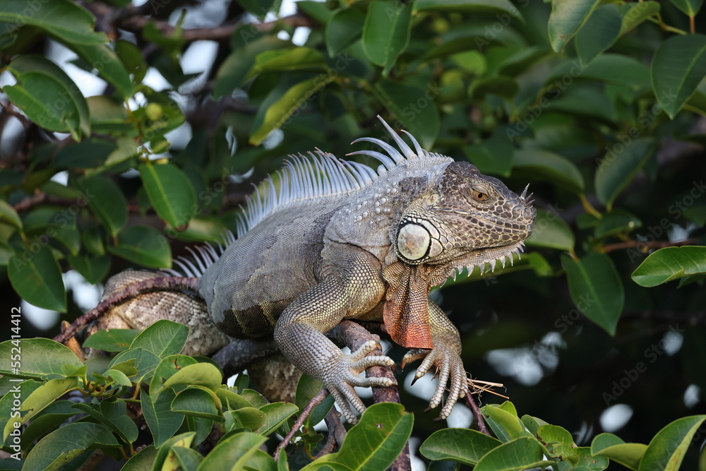 Obraz premium green iguana (Iguana iguana) Wakodahatchee Wetlands Florida USA